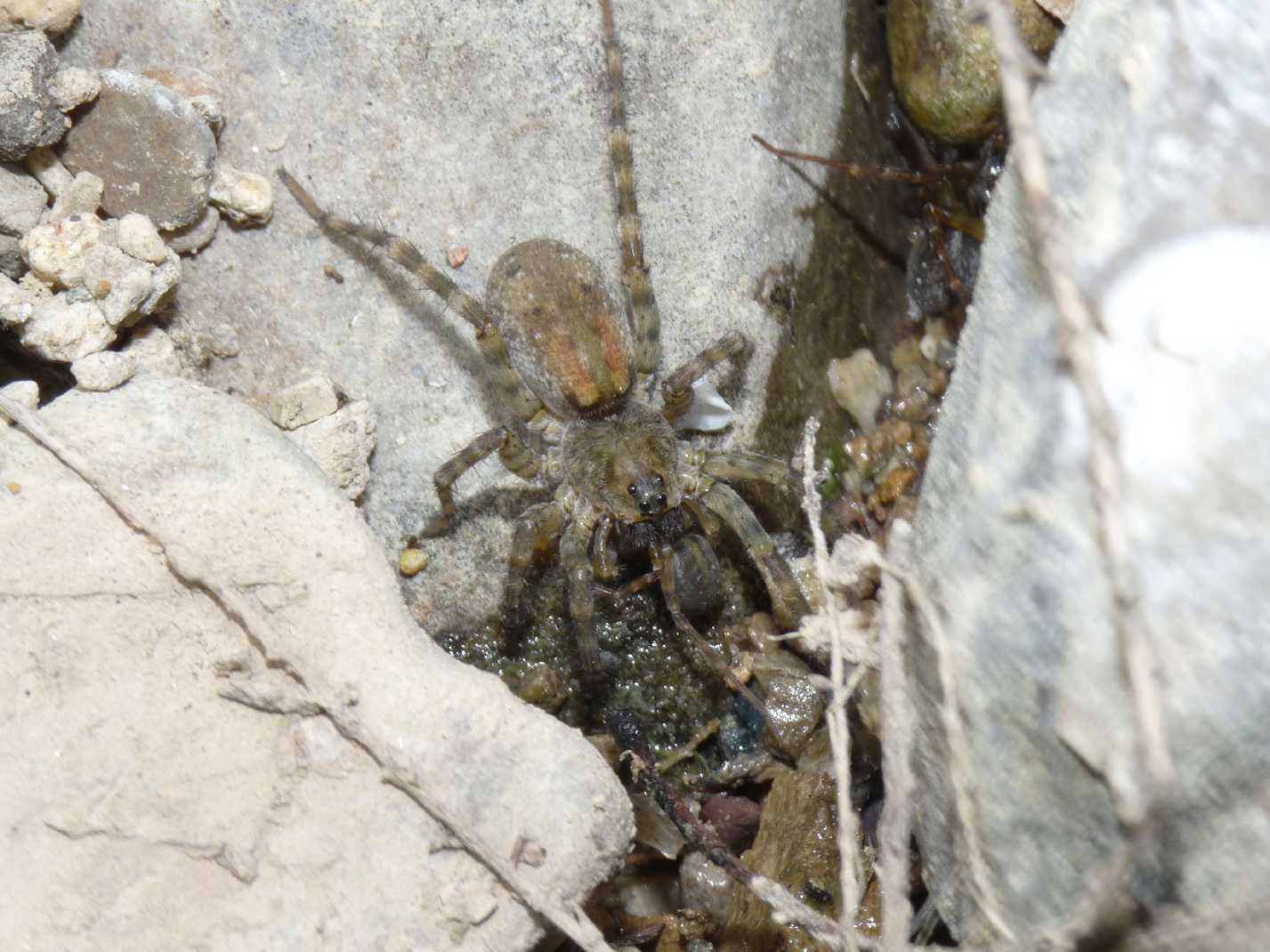 Arctosa similis - Tolfa (RM)